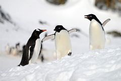 11A One Gentoo Penguin And Two Adelie Penguins On Cuverville Island On Quark Expeditions Antarctica Cruise.jpg